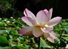 lotus (6)